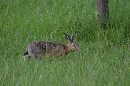 DSC_0205 (2).JPG