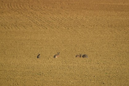 DSC_0111.JPG