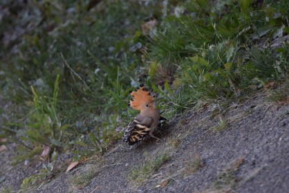 DSC_0319.JPG