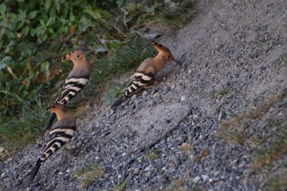 DSC_0342.JPG