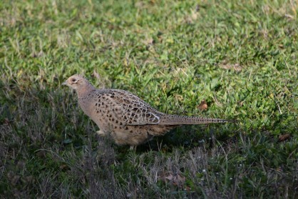 Poule faisane