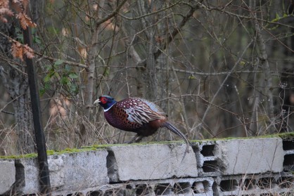 DSC_0167.JPG