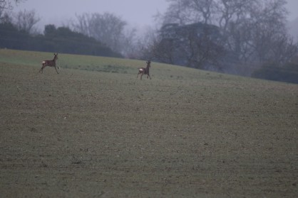 DSC_0172.JPG