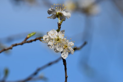 DSC_0074.JPG