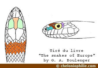 Malpolon-monspessulanus-tete.jpg