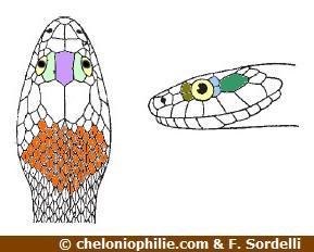 Natrix-maura-Tete.jpg