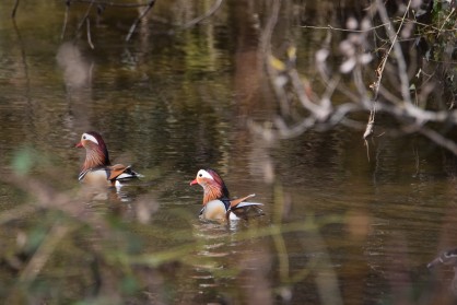 DSC_0291.JPG