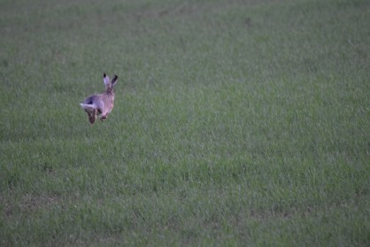 DSC_0316.JPG