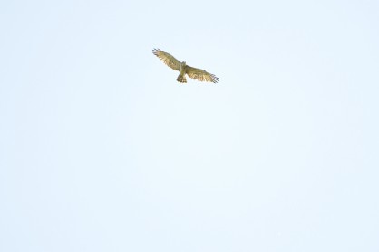 DSC_0448 - Copie.JPG