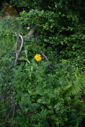 DSC_0022.JPG (9.7 Mio) Vu 2964 fois Arnica ???