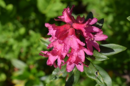 Fleur de rhododendron