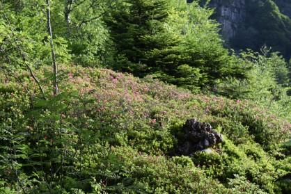 Tapis de rhododendrons
