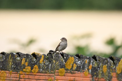 DSC_1082.JPG