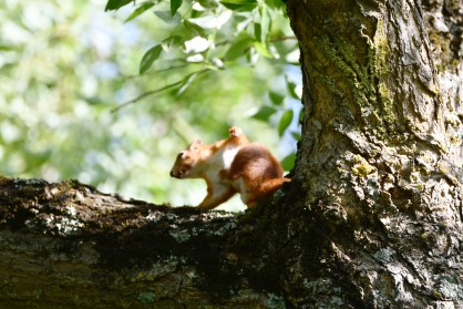 DSC_1724 - Copie.JPG
