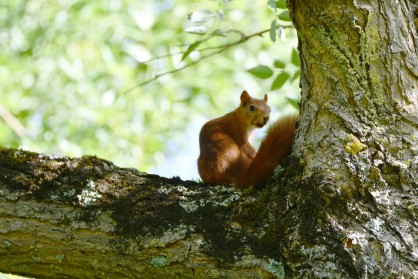 DSC_1732 - Copie.JPG
