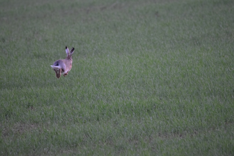 Le lièvre volant