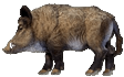 Sanglier Sanglier